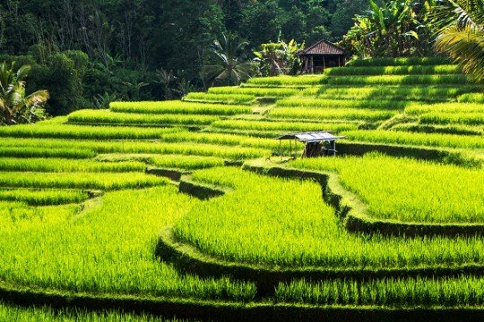 Ubud