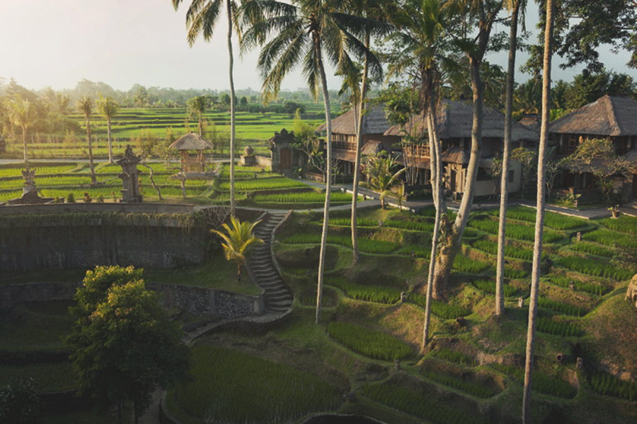 villas in paddy fields