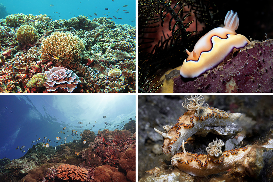 Keindahan Morotai