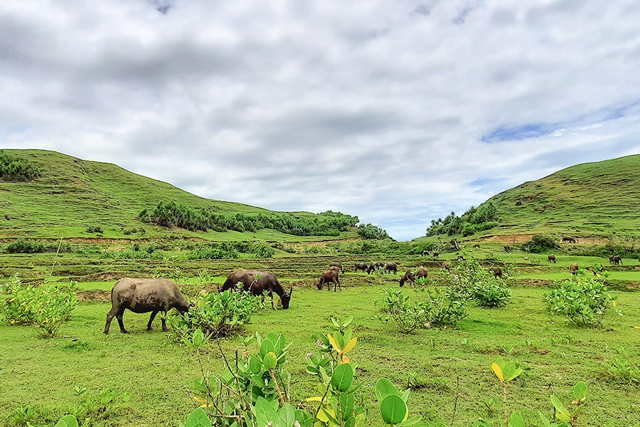 merese hill buffalo