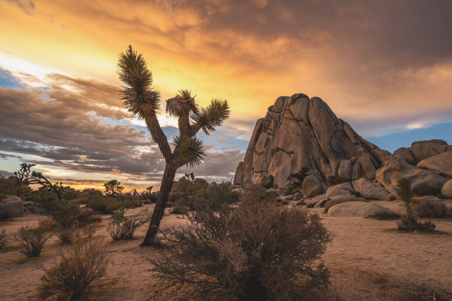 West Coast States - Joshua Tree National Park