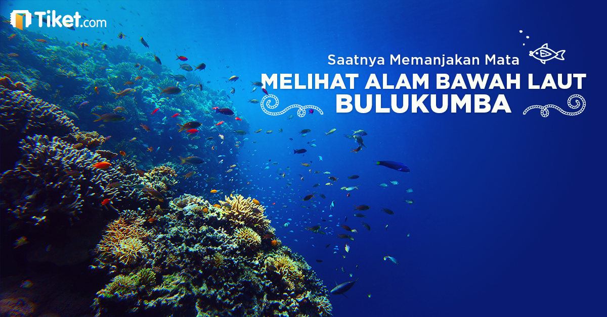 Memanjakan Mata ke Bulukumba, Alam Bawah Lautnya Bikin Nggak Mau Pulang