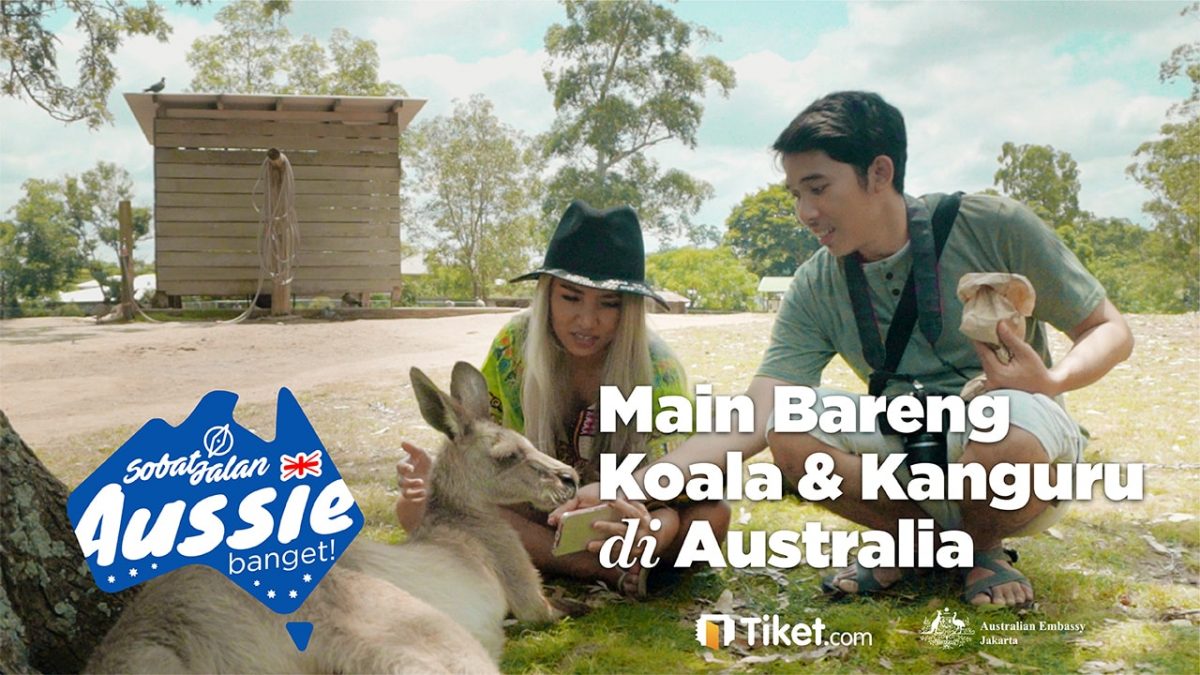 Main Bareng Koala dan Kanguru Langsung di Australia