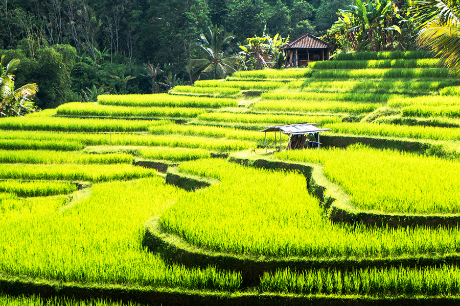 aktivitas romantis di bali
