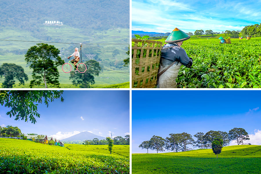 wisata alam di palembang - Kebun Teh Pagaralam