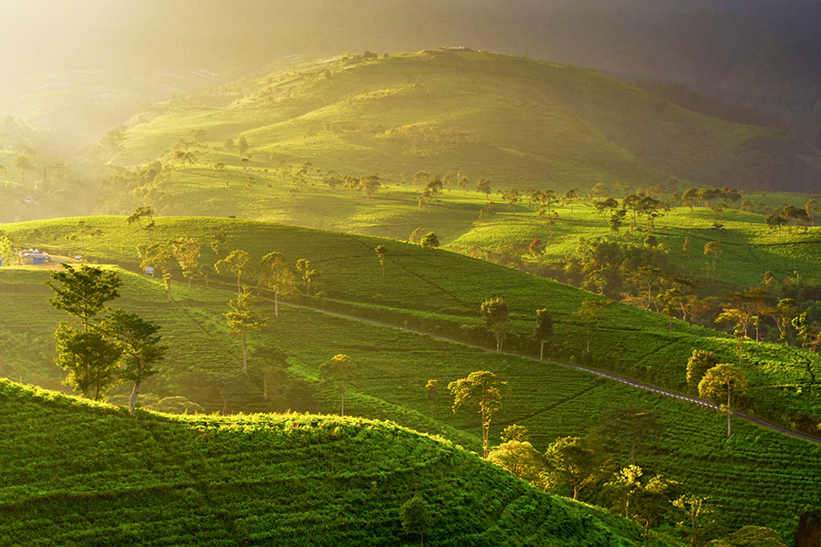 tempat wisata di solo - kemuning tea garden