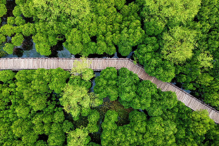 Wisata Alam di Surabaya - Ekowisata Mangrove Wonorejo
