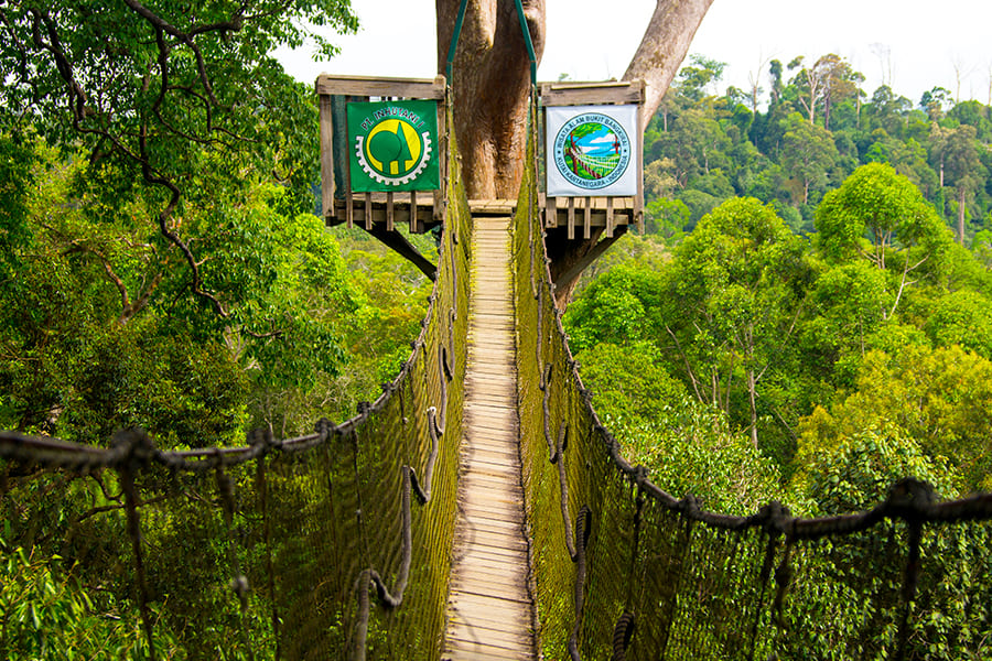 wisata balikpapan - Bukit Bangkirai