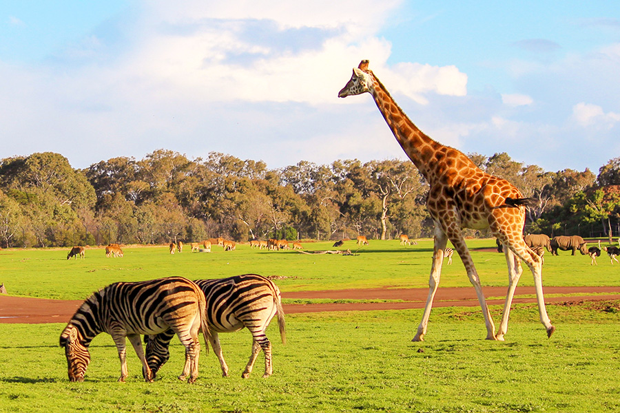 Wisata ke Melbourne Zoo