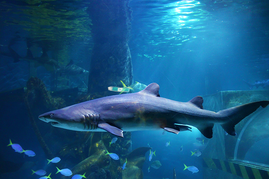 Wisata ke SEA Life Melbourne