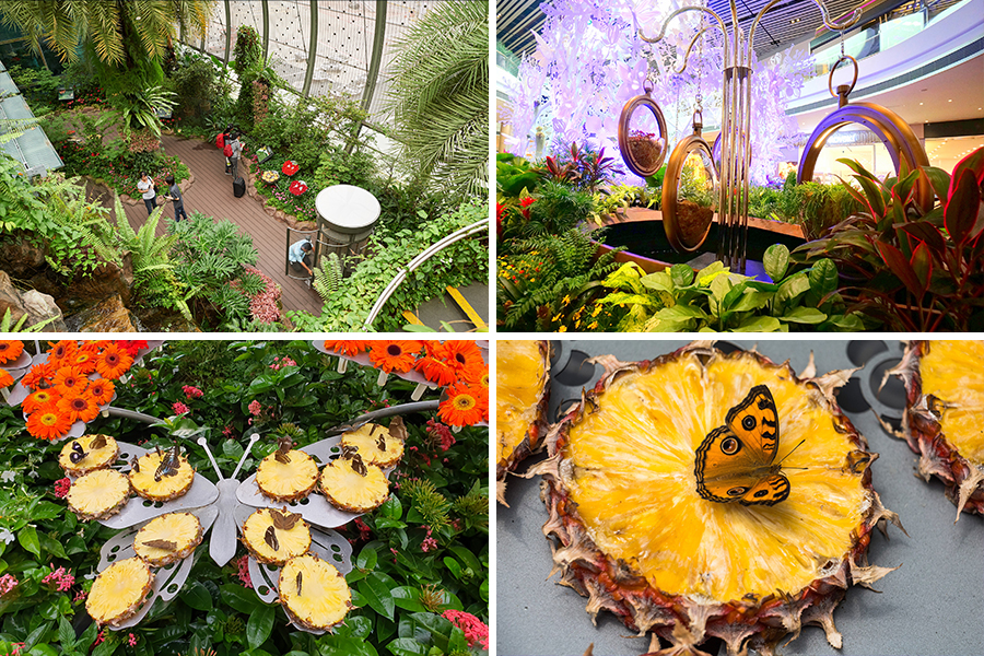 tempat wisata di singapore - Butterfly Garden