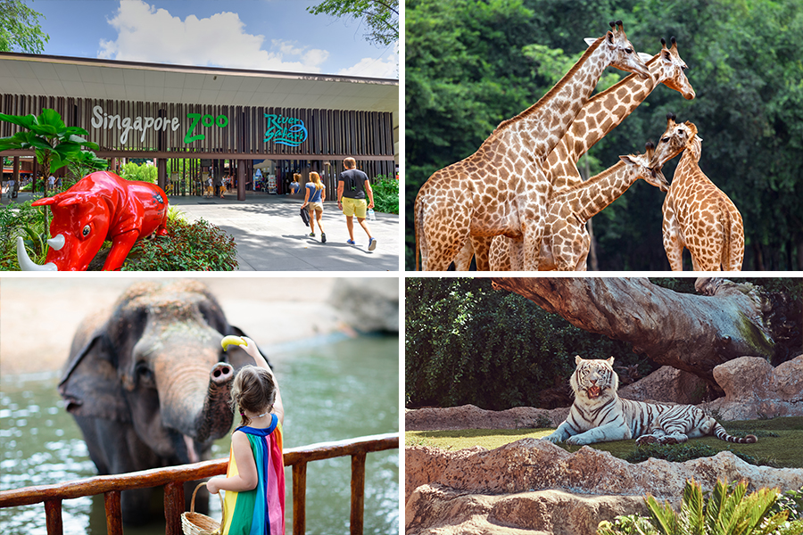 tempat wisata di singapore - Singapore Zoo