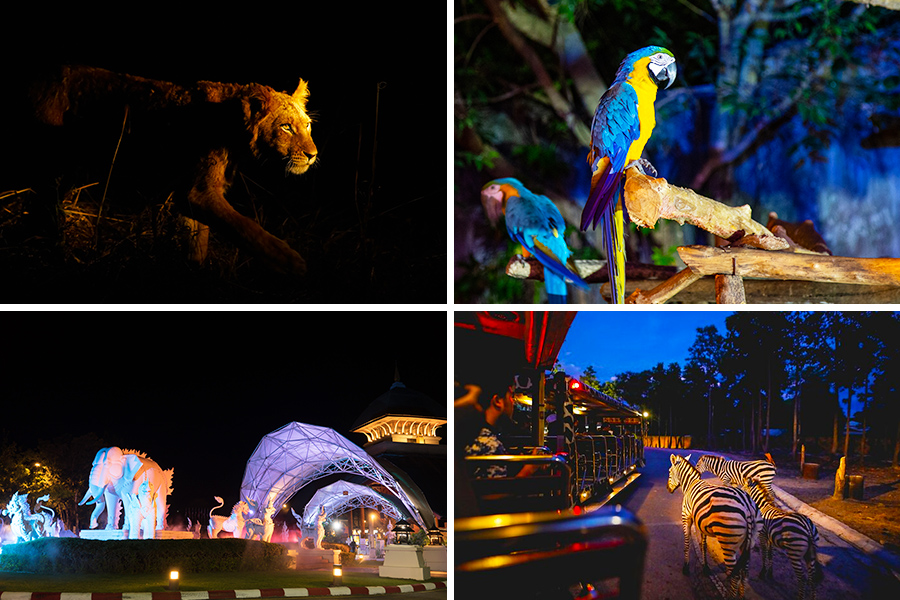 wisata anak di Thailand - Chiang Mai Night Safari