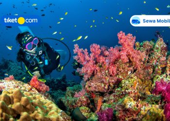 9 Spot Diving & Snorkeling Terbaik di Labuan Bajo, Pecinta Laut Wajib ke Sini!