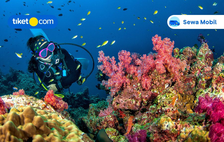 9 Spot Diving & Snorkeling Terbaik di Labuan Bajo, Pecinta Laut Wajib ke Sini!