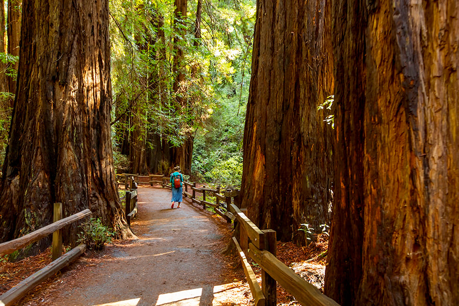 tempat wisata di san francisco - Muir Woods National Monument