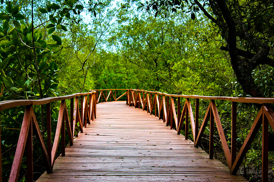 tempat wisata di pangandaran - Mangrove Forest Pangandaran