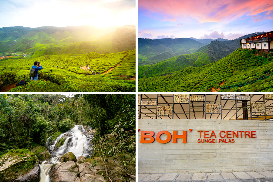 oleh oleh khas malaysia - BOH Tea