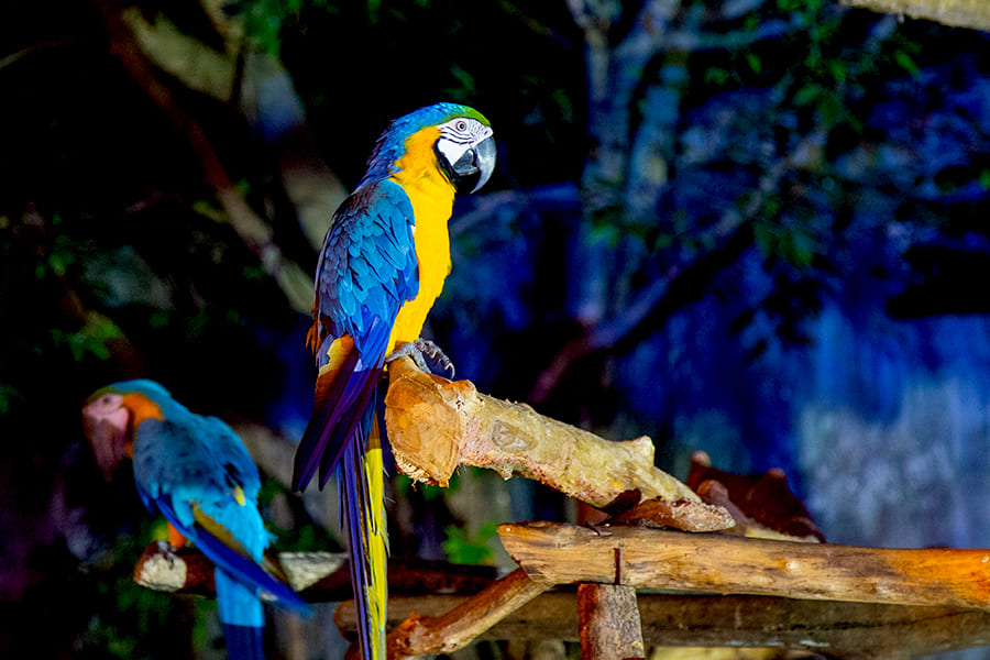 wisata malam surabaya - Surabaya Night Zoo