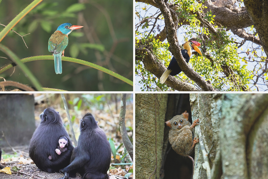 things to do in manado - Tangkoko National Park