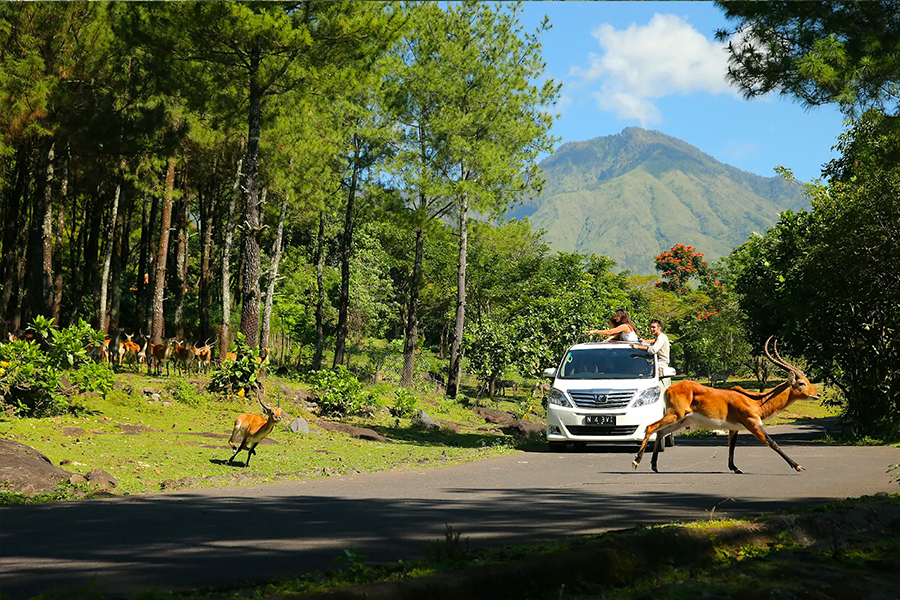 Wisata Sehari di Surabaya - Taman Safari Prigen