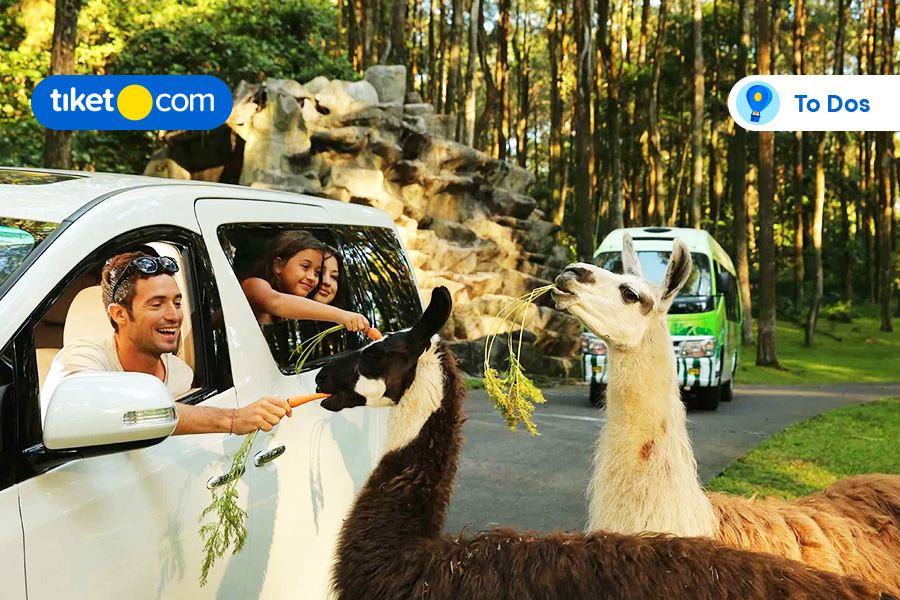 Discover One of a Kind Experiences at Taman Safari Prigen and Surroundings!