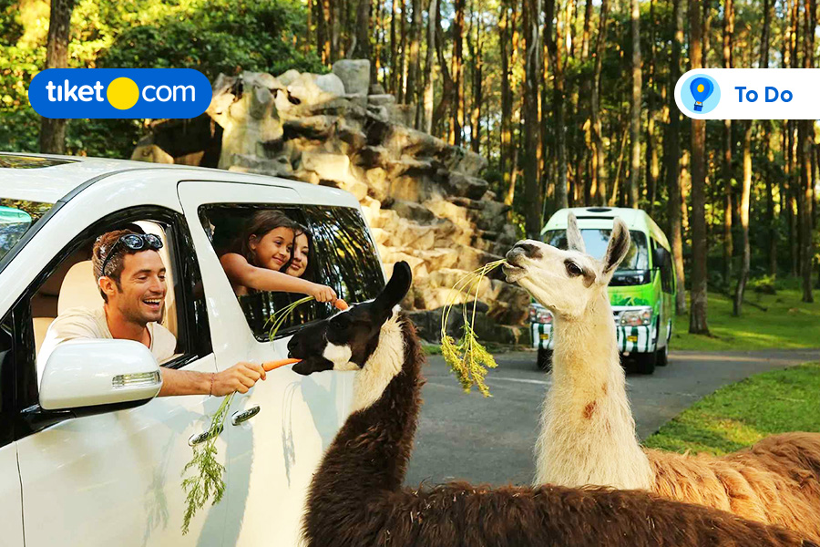 Menyapa Satwa Lucu di Taman Safari Prigen & Eksplor Sekitarnya