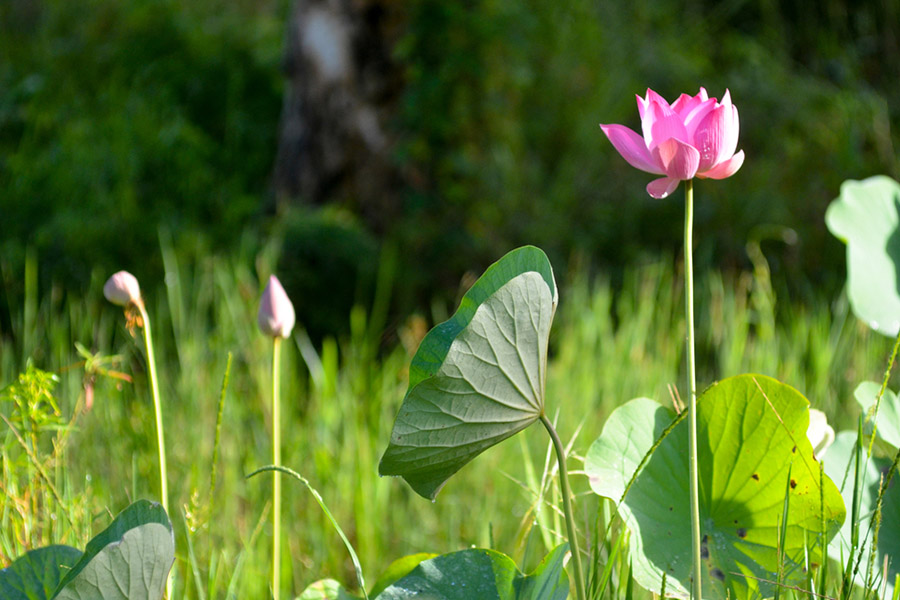 places in merauke - Lotus Garden