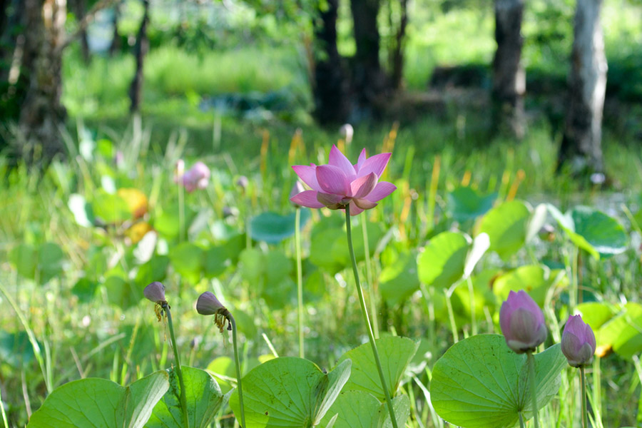 places in merauke - Lotus Garden