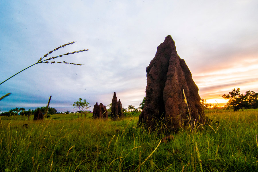 places in Merauke - Giant Anthill Muramus