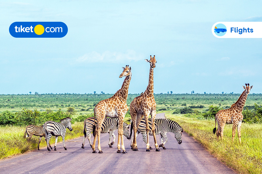 The Ultimate Guide for the Best Holiday in South Africa!