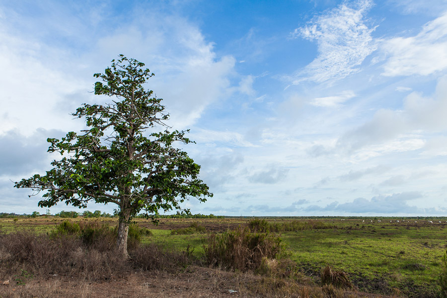 places in Merauke - Wasur National Park