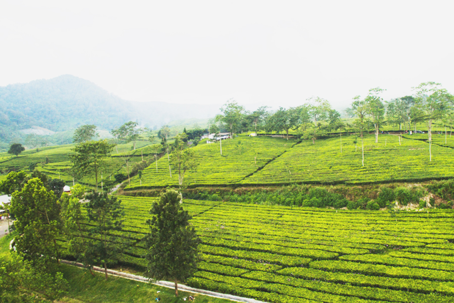 Relaxing places in Subang
