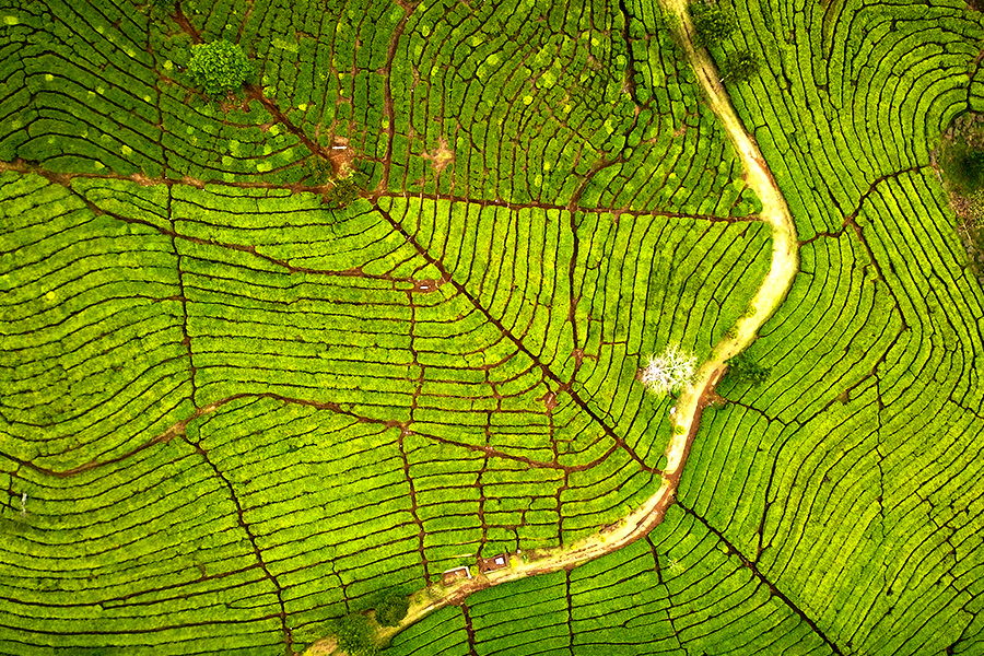 tempat wisata di subang - Kebun Teh Ciater