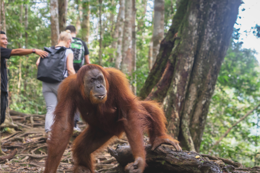 bukit lawang - orangutan