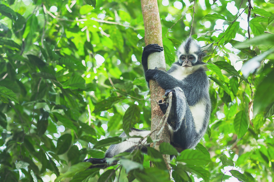 bukit lawang - thomas-leaf monkey