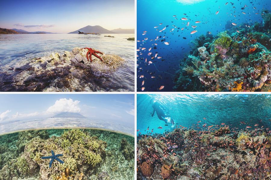 Diving and Snorkeling in Alor Island