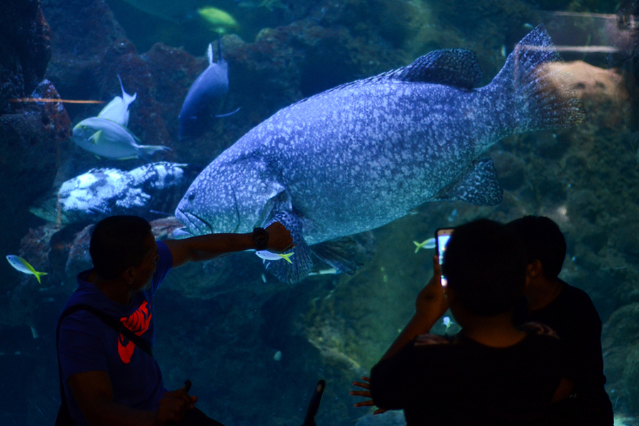 educational tour jakarta - jakarta aquarium