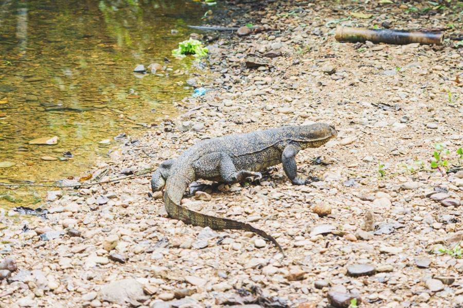 bukit lawang - monitor lizard