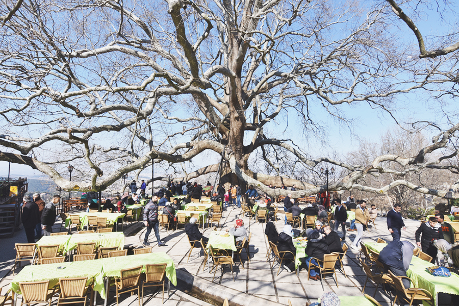 bursa turkey - inkaya historical plane tree