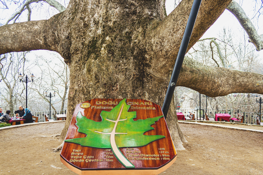 bursa turkey - inkaya historical plane tree