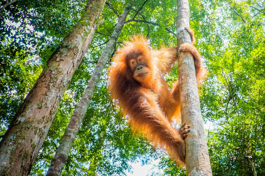 ecotourism in indonesia - bahorok