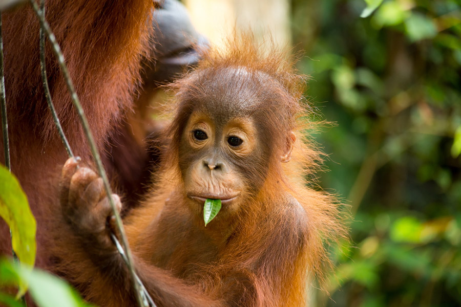 ecotourism in indonesia - bahorok