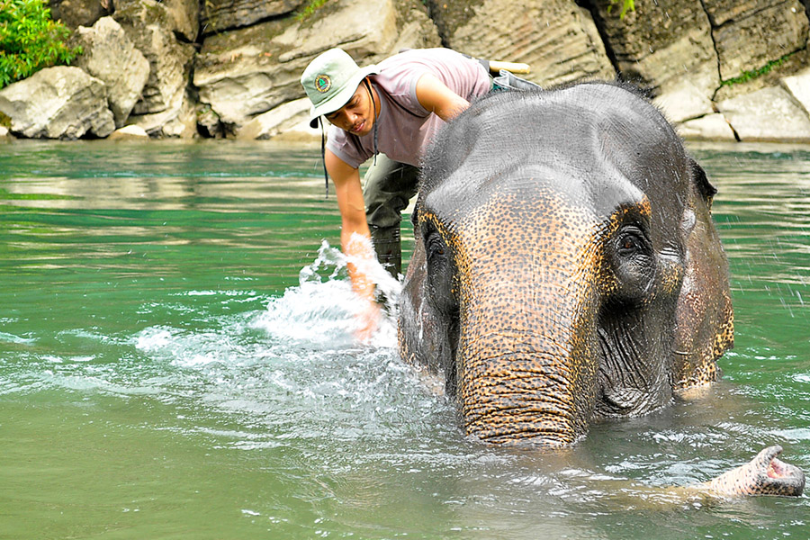 ecotourism in indonesia - tangkahan