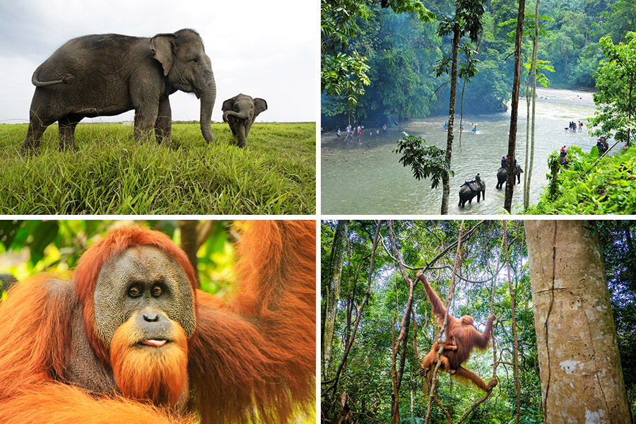 ecotourism in indonesia - bahorok tangkahan adventure