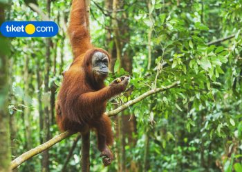 Jungle Trekking at Bukit Lawang, Say Hello to Orangutans!
