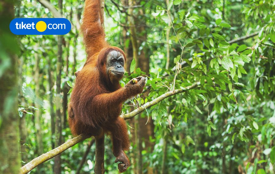 Jungle Trekking at Bukit Lawang, Say Hello to Orangutans!