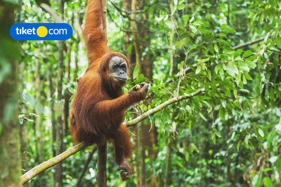 Jungle Trekking at Bukit Lawang, Say Hello to Orangutans!