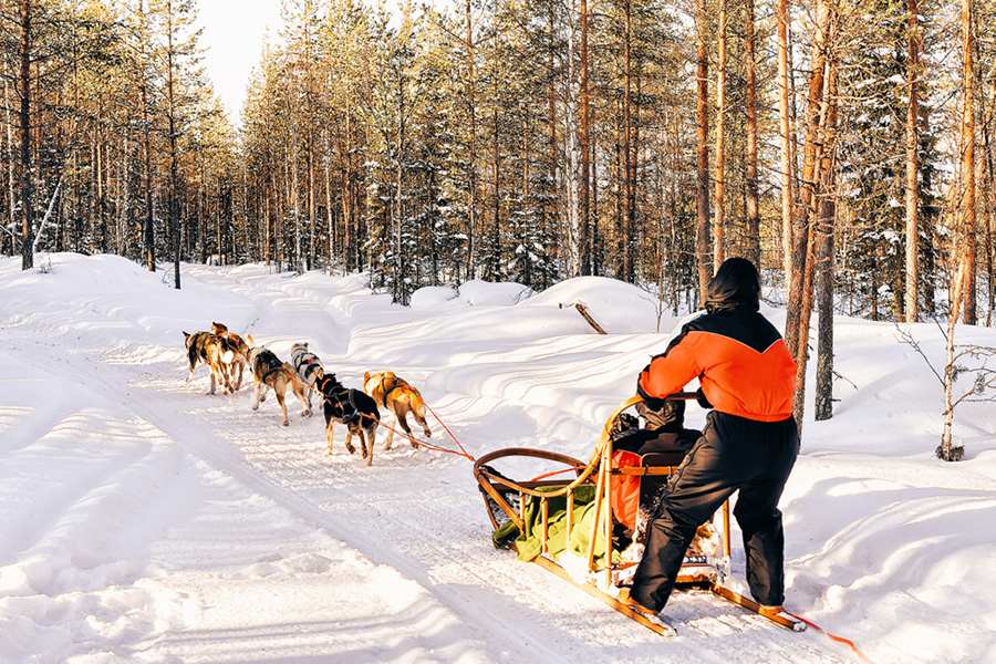 dog sledding