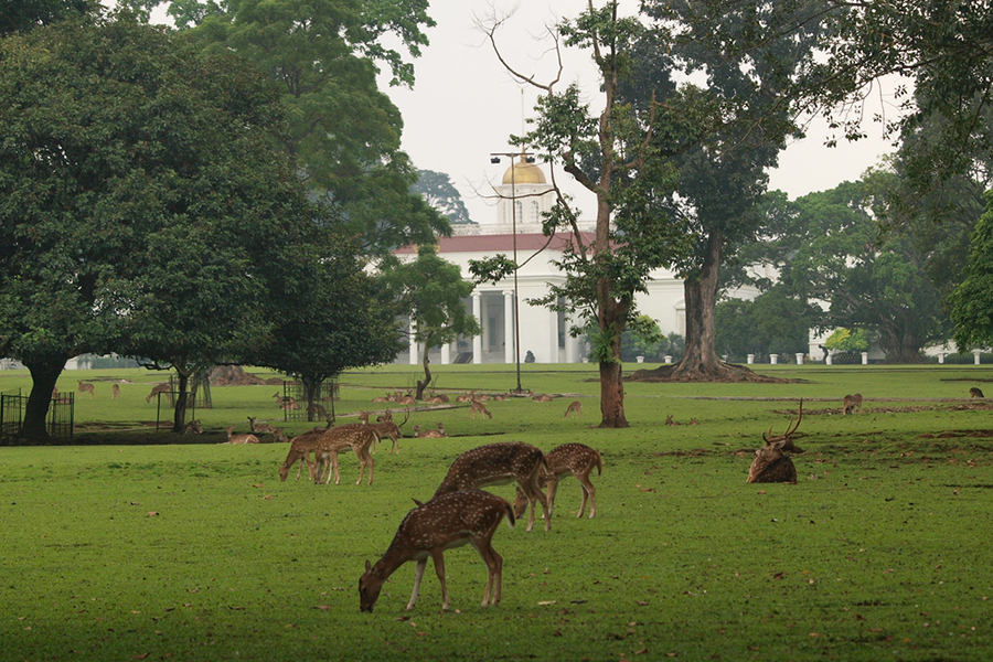 Bogor Botanical Garden